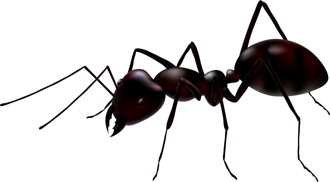 ant_PNG19367.png